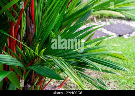 Cyrtostachys renda, also known by the common names red sealing wax palm and lipstick palm, is a palm that is native to Thailand, Malaysia, Sumatra and Stock Photo