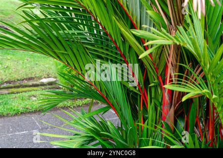 Cyrtostachys renda, also known by the common names red sealing wax palm and lipstick palm, is a palm that is native to Thailand, Malaysia, Sumatra and Stock Photo