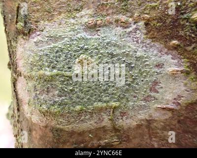 Common Script Lichen (Graphis scripta) Stock Photo