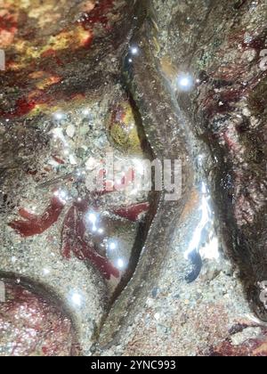 High Cockscomb (Anoplarchus purpurescens Stock Photo - Alamy