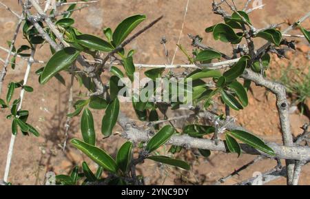 Spiny monkey orange (Strychnos spinosa) Stock Photo