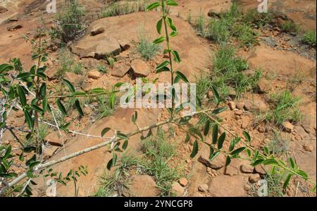 Spiny monkey orange (Strychnos spinosa) Stock Photo