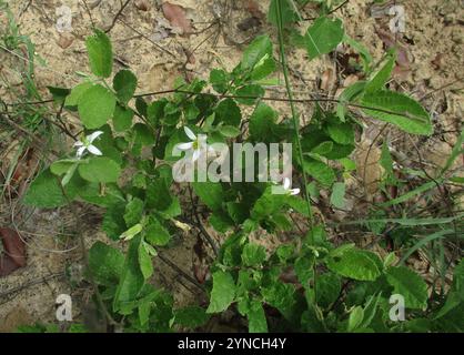 Star Raisin (Grewia avellana Stock Photo - Alamy