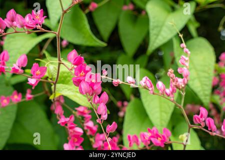 Pink Mexican Creeper (Antigonon leptopus Hook.Arn.) blossoming in the garden. Pink vine flowers , Coral vine, Mexican creeper, Chain of love, Honolulu Stock Photo