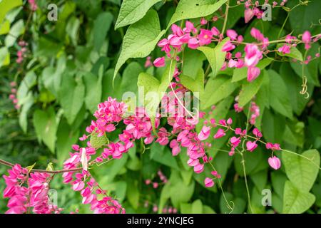 Pink Mexican Creeper (Antigonon leptopus Hook.Arn.) blossoming in the garden. Pink vine flowers , Coral vine, Mexican creeper, Chain of love, Honolulu Stock Photo