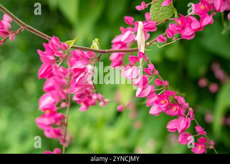 Pink Mexican Creeper (Antigonon leptopus Hook.Arn.) blossoming in the garden. Pink vine flowers , Coral vine, Mexican creeper, Chain of love, Honolulu Stock Photo