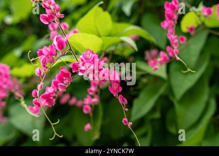 Pink Mexican Creeper (Antigonon leptopus Hook.Arn.) blossoming in the garden. Pink vine flowers , Coral vine, Mexican creeper, Chain of love, Honolulu Stock Photo