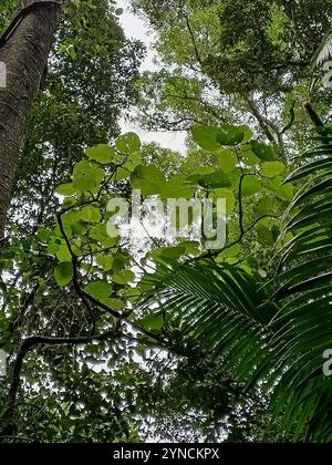 Giant Stinging Tree (Dendrocnide excelsa Stock Photo - Alamy