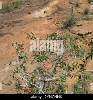 Spiny monkey orange (Strychnos spinosa) Stock Photo