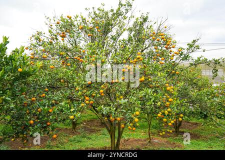 Oranges on the Tree ready for Harvests. Navel orange, Citrus sinensis or known as "Limau Madu" Stock Photo