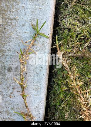 Kikuyu Grass (Cenchrus clandestinus) Stock Photo