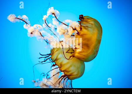 BALTIMORE, Maryland, United States — A Pacific Sea Nettle (Chrysaora fuscescens) drifts in its specialized tank at the National Aquarium. The species, native to the Pacific Ocean along the West Coast of North America, is known for its distinctive golden-brown coloring and long trailing tentacles that can extend up to 15 feet in length. Stock Photo