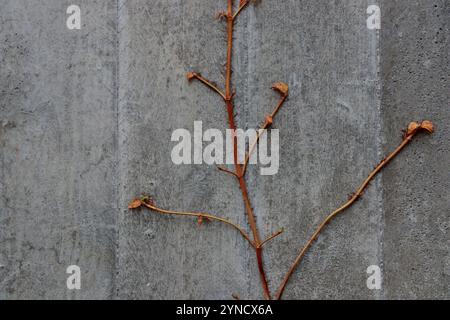 a concrete wall on which a vine with branches stretches, Old wall texture with plants Stock Photo