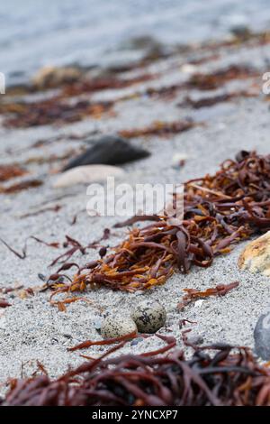 Austernfischer, Gelege, Nest, Ei, Eier, gut getarnt zwischen Steinen am Strand, Austern-Fischer, Haematopus ostralegus, Oystercatcher, Eurasian oyster Stock Photo