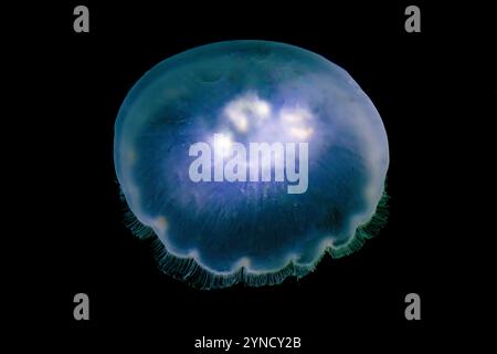 Pacific Moon Jelly, Aurelia labiata, in Shilshole Bay Marina on Pugest Sound, Seattle, Washington State, USA Stock Photo