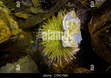 Green Sea Urchin, Strongylocentrotus droebachiensis, under a shell fragment, Shilshole Bay Marina on Pugest Sound, Seattle, Washington State, USA Stock Photo