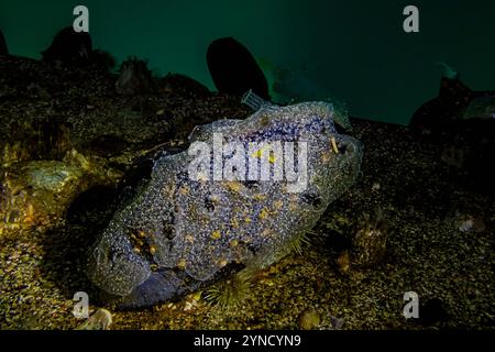 Jelly Crust Tunicate, Diplosoma listerianum, covering mussel in Shilshole Bay Marina on Pugest Sound, Seattle, Washington State, USA Stock Photo