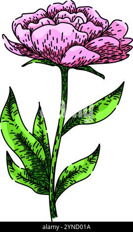 fragrance peony sketch hand drawn vector Stock Vector Image & Art - Alamy