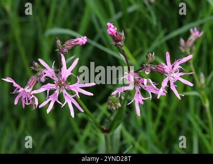 Ragged-robin or Ragged Robin, Silene flos-cuculi (syn. Lychnis flos-cuculi), Caryophyllaceae. Amwell Nature Reserve, UK. Stock Photo