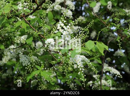 Bird Cherry, Hackberry, Hagberry, or Mayday Tree, Prunus padus, Rosaceae. Amwell Nature Reserve, UK. Stock Photo