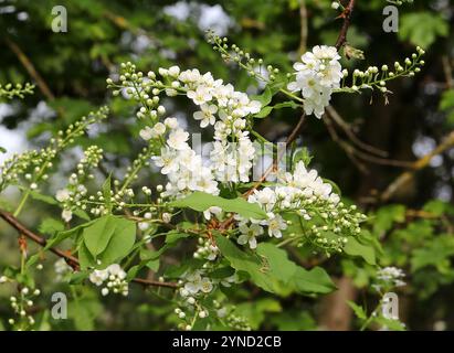 Bird Cherry, Hackberry, Hagberry, or Mayday Tree, Prunus padus, Rosaceae. Amwell Nature Reserve, UK. Stock Photo