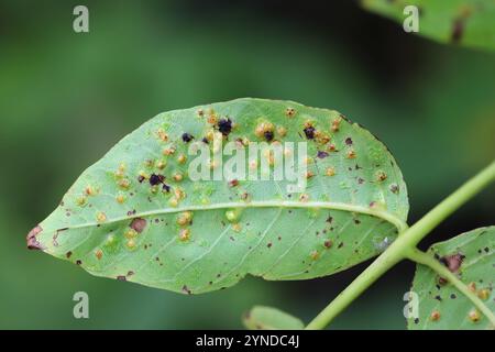 Walnut blister mite, Aceria tristriata.  Symptoms of the pest on the underside of the walnut leaf. Stock Photo