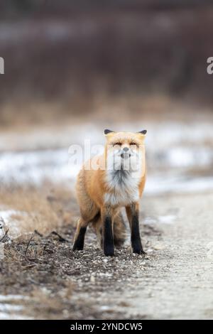 Red fox searching for food in a field partically covered in snow near Churchill Manitoba Stock Photo