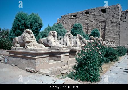 Ram-headed sphinx statues, Karnak Temple Complex, Luxor, Nile Valley, Egypt, September 1989 Stock Photo