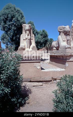 Ram-headed sphinx statues, Karnak Temple Complex, Luxor, Nile Valley, Egypt, September 1989 Stock Photo