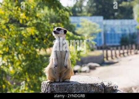 Beautiful meerkat or suricate sits on its hind legs and looks into the distance. Stock Photo