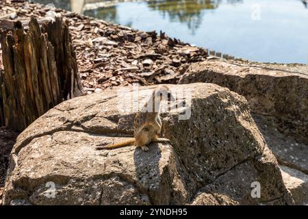 Beautiful meerkat or suricate sits on its hind legs and looks into the distance. Stock Photo