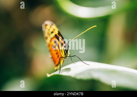 Butterfly-Heliconius ismenius, the Ismenius tiger or tiger heliconian, is a butterfly on green leaf. Macro shot Stock Photo