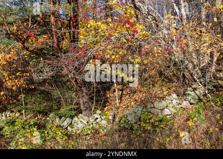 Autumn colors background trees,stone fence and rowan berries. Stock Photo