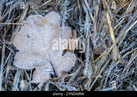 close up of dry leaf on ground covered with frost Stock Photo