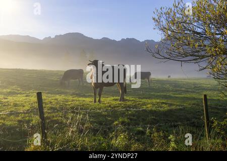 Cows grazing on a misty meadow at sunrise, mountains rising in the background, near Fuessen, Ostallgaeu, Bavaria, Germany, Europe Stock Photo