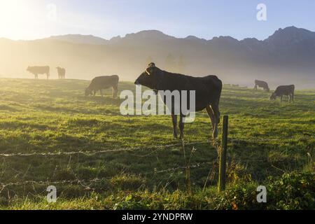 Cows grazing on a misty meadow at sunrise, mountains rising in the background, near Fuessen, Ostallgaeu, Bavaria, Germany, Europe Stock Photo