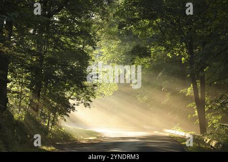 Maple trees backlit by the rays of the sun on a misty spring morning