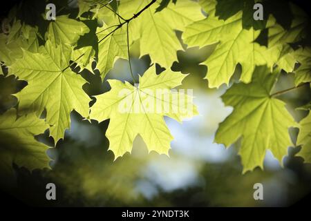 Spring maple leaves on a twig in the forest Stock Photo