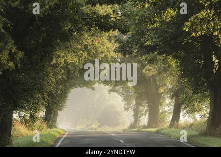Country road through the forest on a foggy summer morning Stock Photo