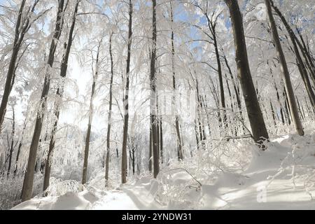 Winter beech forest covered with fresh snow, Poland, Europe Stock Photo