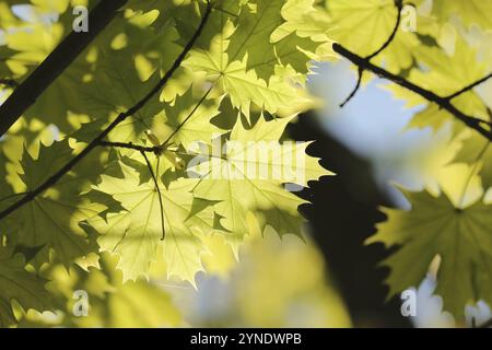 Close-up of spring maple leaves on tree branch Stock Photo