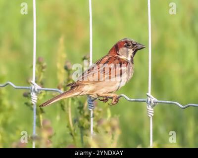 House sparrow also called English sparrow, one of the worlds best known and most abundant small birds, sometimes classified in the family Passeridae Stock Photo