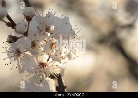 Spring flowers on a blooming cherry tree during sunrise Stock Photo