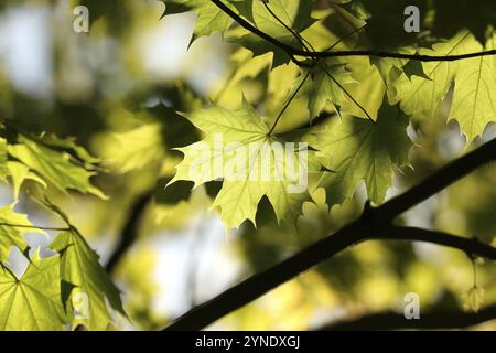 Fresh spring maple leaves on a twig in the forest Stock Photo