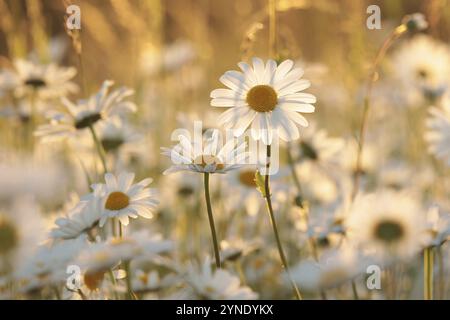 Daisies on a spring meadow in the early morning Stock Photo