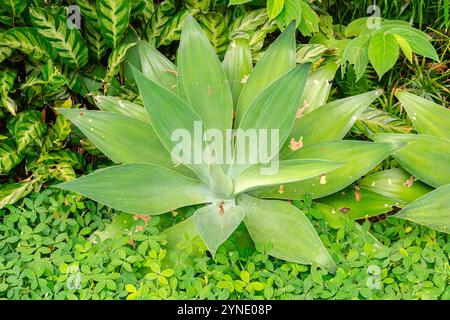 Agave attenuata is a species of flowering plant in the family Asparagaceae, commonly known as the foxtail or lion's tail. Stock Photo