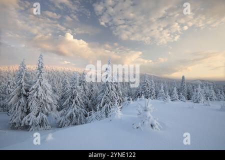 Winter landscape during sunset, snow-covered spruce trees on the top of the mountain Stock Photo