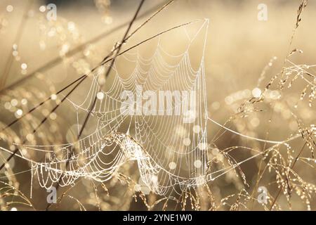 Spider web on a meadow during sunrise Stock Photo