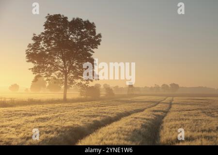 Silhouette of ash tree in a grain field in foggy weather during sunrise ...
