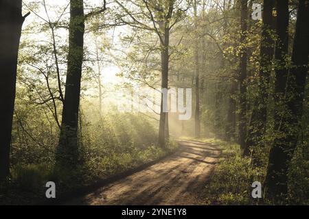 Dirt road through the oak forest in the morning, Poland, Europe Stock Photo